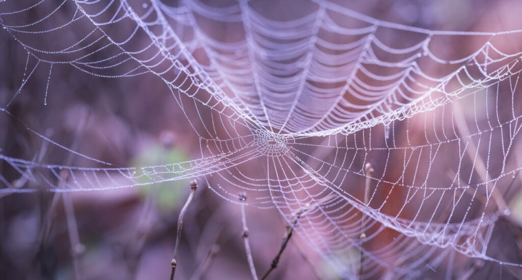 Close-up of a delicate spider web with morning dew, highlighting intricate patterns and natural beauty.