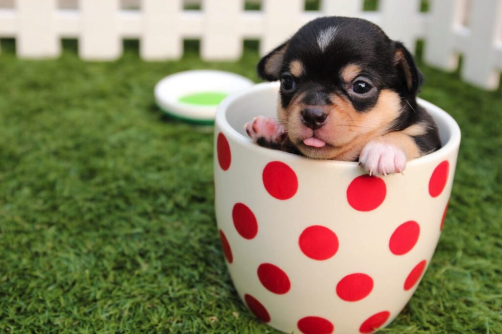 "Adorable puppy in a cup, symbolizing how Python objects and classes contain and manage data."