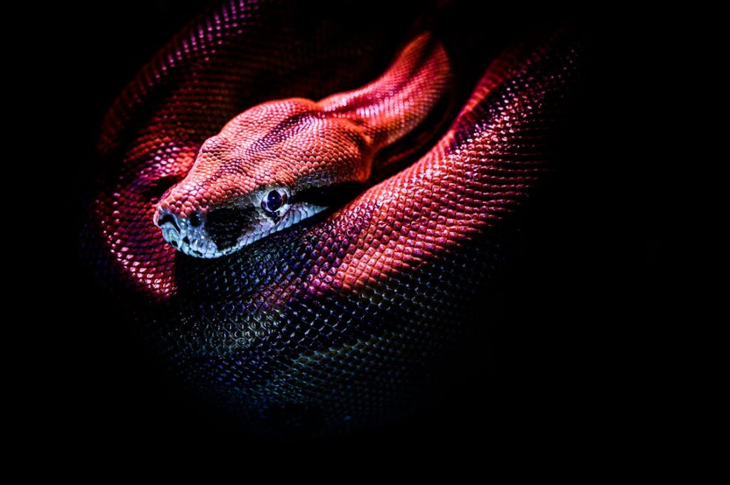 Close-up of a vibrant red and purple boa constrictor coiled in low-light, highlighting its textured scales and focused gaze.