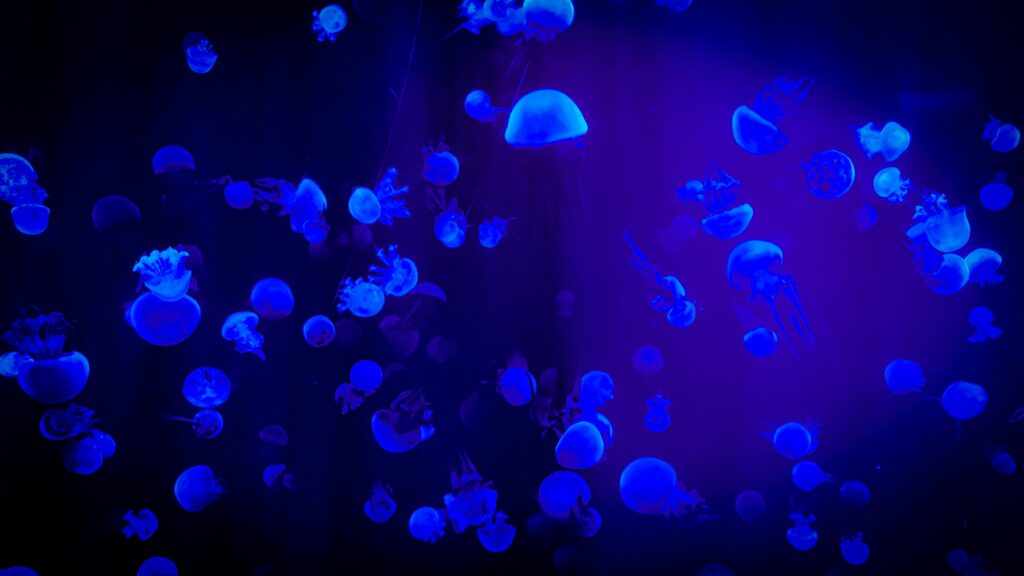 Captivating view of jellyfish glowing in neon blue, showcasing marine beauty in Beijing aquarium.